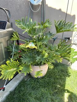 Plants $40 Each