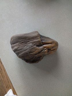 Large Fossil Tooth Specimen