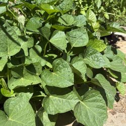 Yam Plants 🌱 🍠 