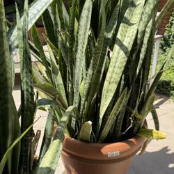 Snake Plant and Ceramic Pot 