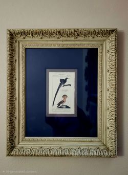 Antique framed print featuring illustrations of exotic birds 20.5"×23.5"