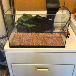 10 Gallon Tank