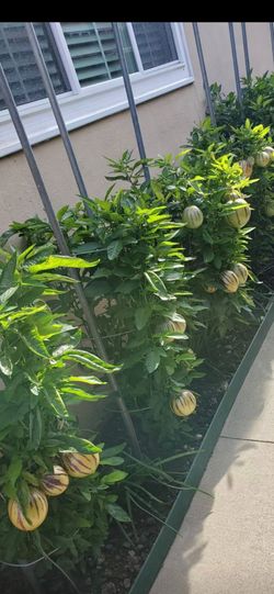 2 for $25. Pepino Melon Plant (人参果树) in 2 Gallon Pot