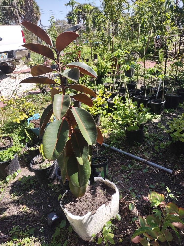 Rubber Plant Heathy 4ft 5" Tall Beautiful