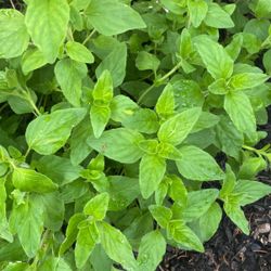 Oregano Plant