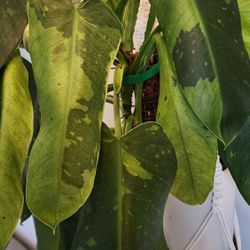 Philodendron JOSE BUONO Starter Plant (NOT A TISSUE CULTURE!)