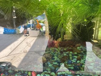 Aquatic Plants Shirmp And Snail Trades