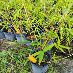 Bamboo Hawaiian Stripe 