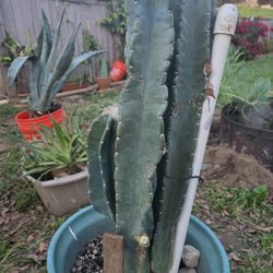 PERUVIAN APPLE CACTUS