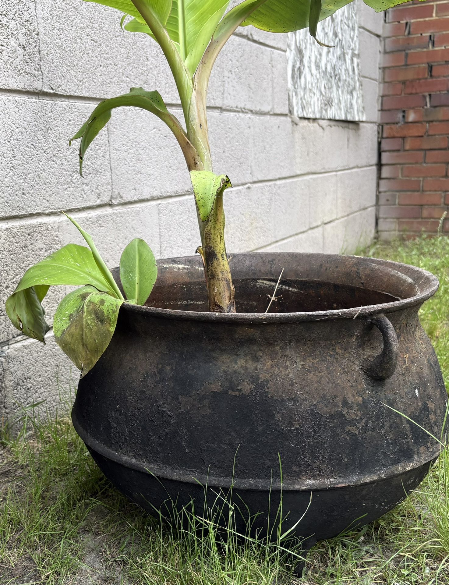 Cast Iron Kettle