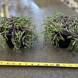 Ruby Necklace Succulent Plants-$10 Each