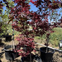 Japanese maple