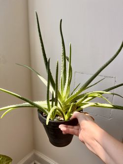 Aloe Vera Plant in terra-cotta Pot