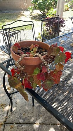 Rex begonia