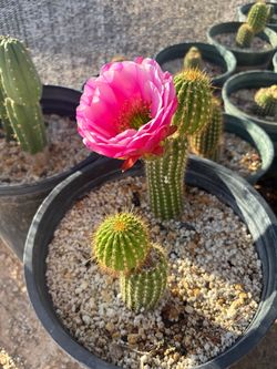 • Cactus • Trichocereus hybrids.
