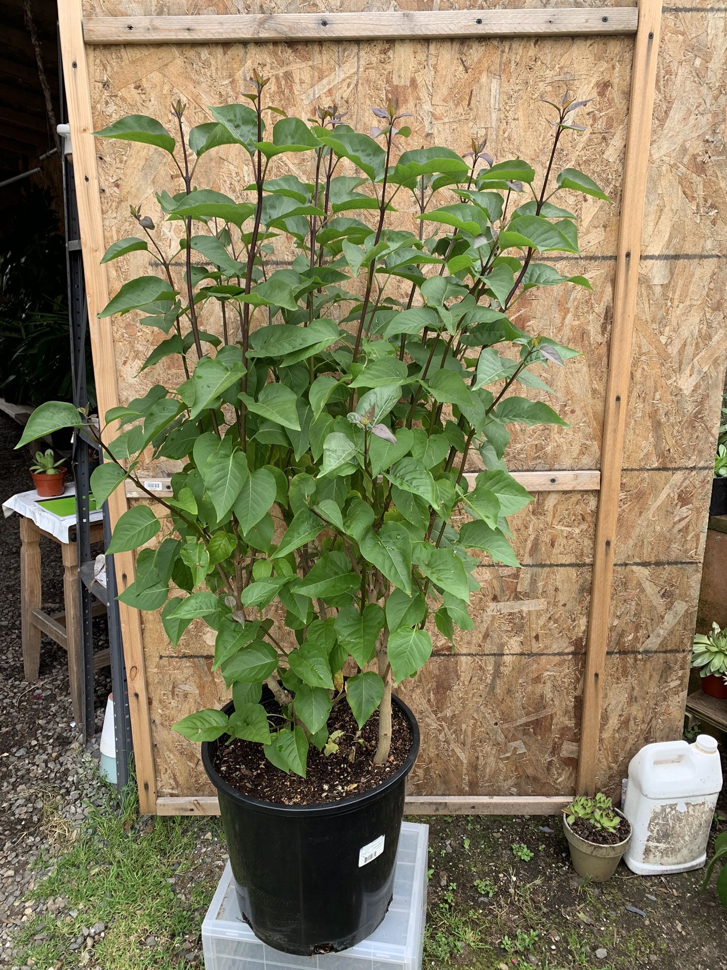 Virtual Violet Lilac4 Ft Tall