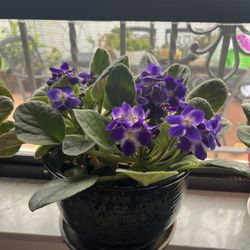 AFRICAN VIOLET  FLOWERING WITH CLAY POT
