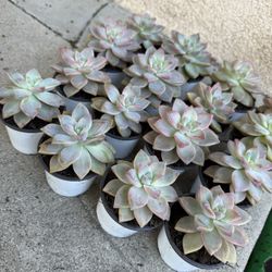 Rosette Succulents 