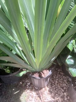 Blue iris 3gl $12