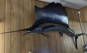 Photo Sail Fish Taxidermy fish