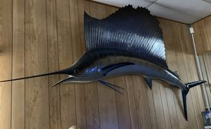 Photo Sail Fish Taxidermy fish