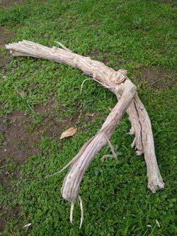 Genuine Driftwood For Aquariums Terrariums Decor Etc