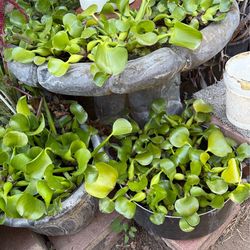 Plantas de agua.