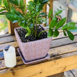 Live indoor ZZ house plant in a textured ceramic planter pot with base attached—firm price