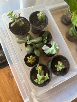 Plants $5 for all of them