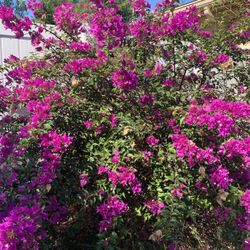 Bougainvillea For sale
