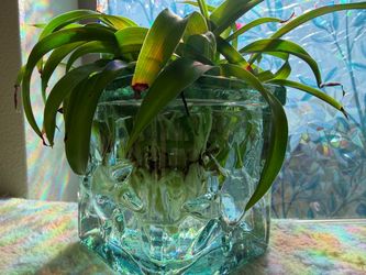 Spider Plant Starts (4 Total)