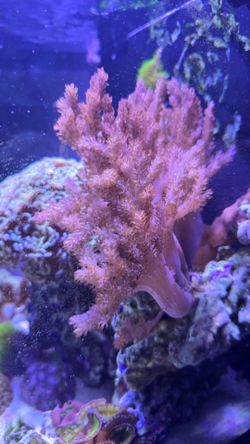 Aquarium Kenya tree coral decorations