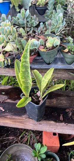 Jaboa snake plant rare yes available