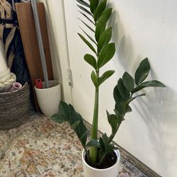 ZZ Plant “6 Inch Pot”
