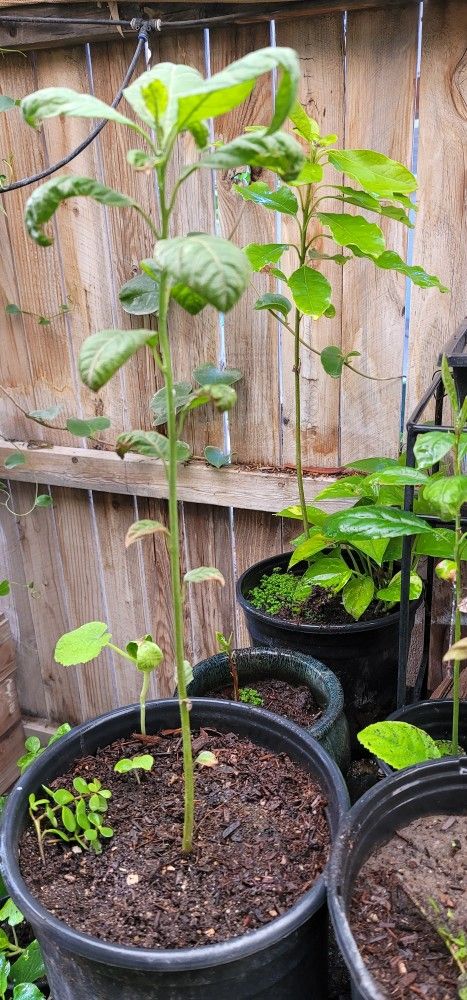 Avacado Tree