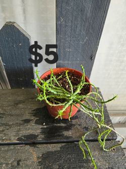 Cactus medusa
