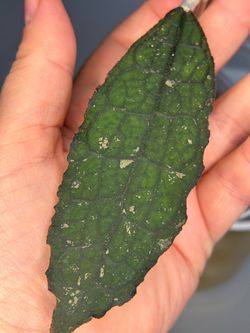 Hoya Clemensiorum Crocodile 🐊