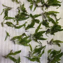 Aquarium Fish Tank Java Fern aquatic plant aquarium plant