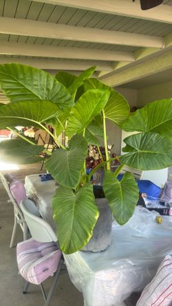 Planta oreja de elefante $25