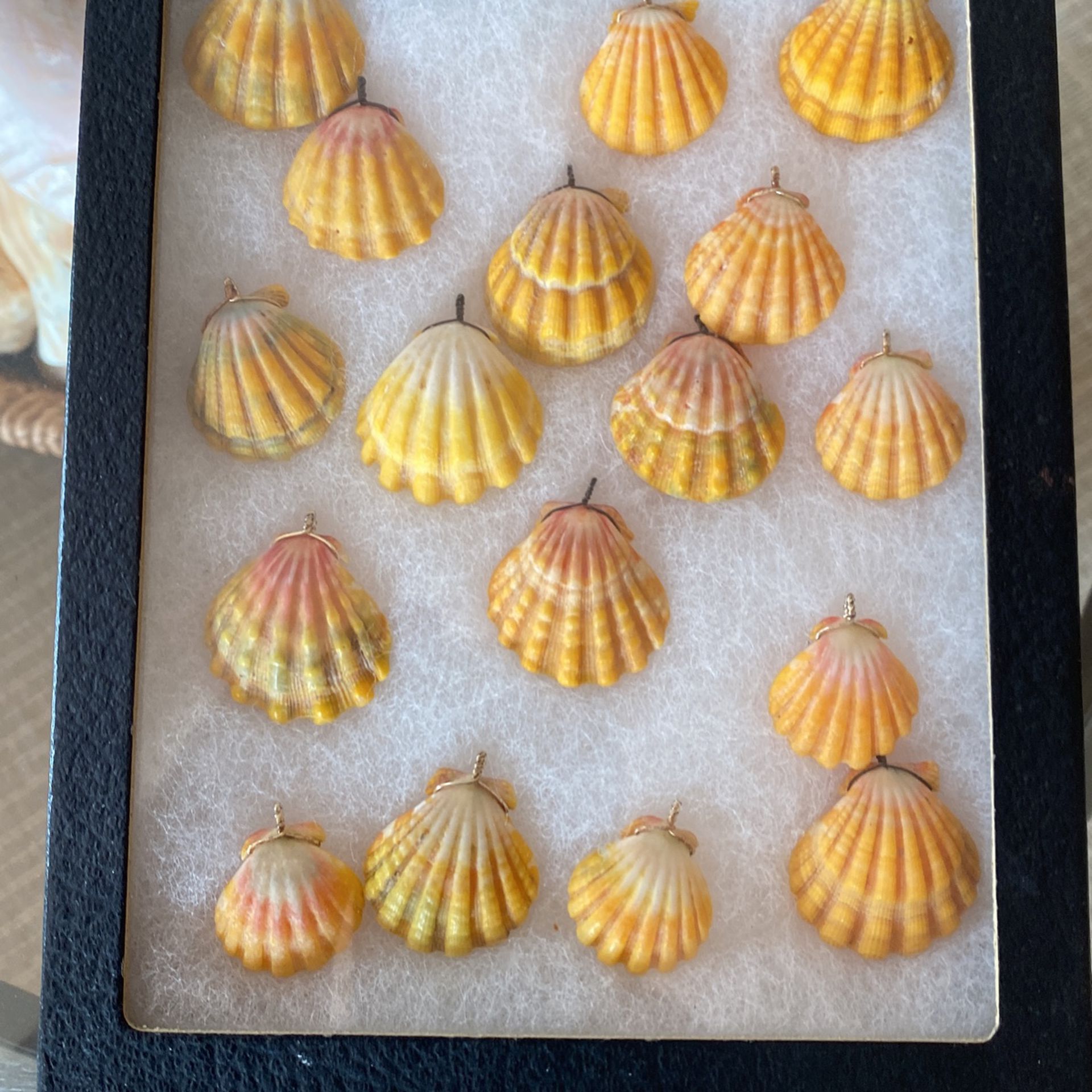 Sunrise Shells 17 From Oahus North Shore Free Shipping 