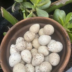California Valley Quail Fertile Eggs