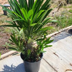 madagascar palm white flower 1ft tall