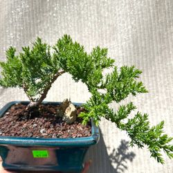 Bonsai; Juniper, Fukein Tea, Elm, And Tiger Bark