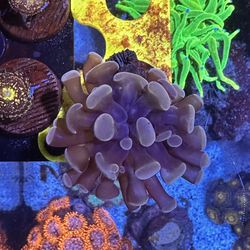 Rose Gold Hammer Coral – 2 Heads