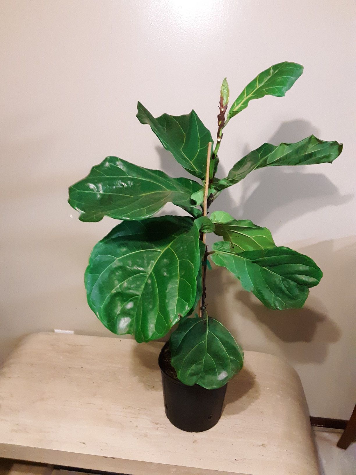 Fiddle leaf fig plants 3 gallons pot 3feet 6 inches