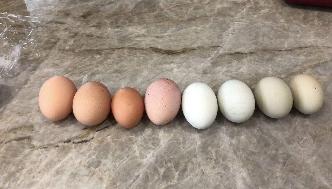 Farm Fresh Eggs