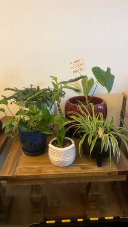 Variety of house plants