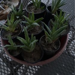 Aloe Plants 