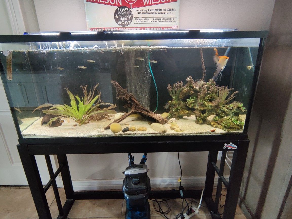 55 Gallon Fish Tank Fully Set Up