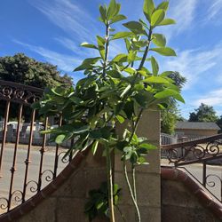 Donkey Tail Plant Medesinal 